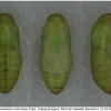 pol coelestinus pupa2 volg1